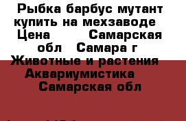 Рыбка барбус мутант купить на мехзаводе › Цена ­ 50 - Самарская обл., Самара г. Животные и растения » Аквариумистика   . Самарская обл.